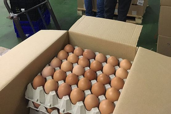 huevos Agusti Coll